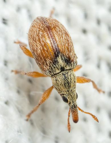 Malvapion malvae